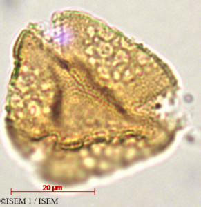 Columnea minor - lame n° 29340